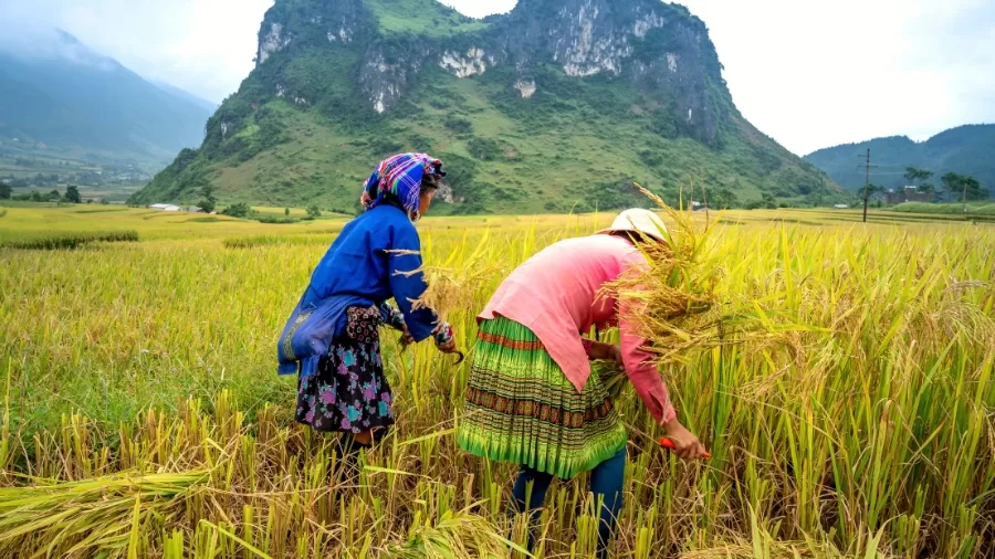 Seeds of Change: The Surprising Ways Schools Are Engaging Kids in Agriculture 61 Agriculture